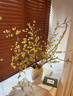 花翁鲜切花干枝年宵花卉水培植物 精选A级腊梅枝60cm5枝源头直发 实拍图