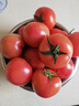 京鲜生 山东普罗旺斯番茄 净重4.5斤 单果125g+ 沙瓤西红柿 源头直发 实拍图