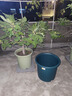 爱丽思（IRIS）Deepot深型花盆大号口径家用树脂塑料加仑月季绣球龟背竹专用植物 14号 军绿色 (口径46.5cm)约42L 实拍图