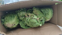 高原夏菜新鲜包菜卷心菜绿甘南菜甘蓝圆白菜时令蔬菜健康营养早餐 3斤带箱农家好菜 实拍图