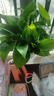 双盟绿萝盆栽除甲醛花卉绿植办公室新房净化空气180加仑4盆装源头直发 实拍图