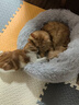 喵仙儿猫窝秋冬保暖猫垫子四季通用长绒保暖狗窝深睡宠物用品 70CM 实拍图