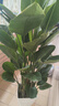 叹为观止大型植物发财树各种大颗盆栽开业乔迁客厅办公室内好养大型花卉 天堂鸟【1.5-1.7米】 含盆 实拍图