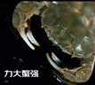 【活蟹】宿有千香霸王蟹鲜活大闸蟹公4.5-4.7两 母3.5-3.7两 4对8只螃蟹源头直发 实拍图