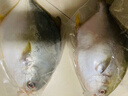 翔泰 海南金鲳鱼净重900g 2条装  年货节鱼类生鲜 火锅食材 海鲜水产  实拍图