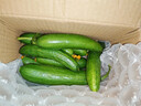京喜加新鲜无刺水果小黄瓜小青瓜脆甜荷兰脆嫩生吃黄瓜蔬菜 水果黄瓜 2斤 带箱活动 实拍图