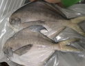 鲜到鲜得 东海银鲳鱼400g/2条装 平鱼 生鲜 鱼类 深海鱼 海鲜水产 实拍图