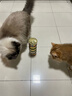珍致（FancyFeast）泰国进口金罐成猫幼猫补充营养湿粮猫罐头猫咪零食罐头 【热销爆款】混合口味口味24罐 实拍图