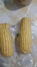 当季新货头茬东北黄甜糯玉米棒真空包装低脂黄糯大棒甜东北黏苞米 黑土地黄糯玉米【120-160克】2根 实拍图
