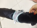 茨格曼狗狗牵引绳狗绳遛狗绳胸背带套装L码小型犬泰迪比熊小狗牵狗绳子 实拍图