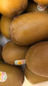 佳沛（zespri）新西兰  阳光金奇异果25-27粒原箱特大果单果约122-146g  猕猴桃 实拍图