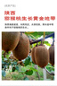 京鲜生陕西【即食】绿心猕猴桃/奇异果 15-18粒 单果90g起 生鲜水果礼盒 实拍图