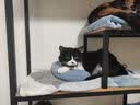 京喜自营-专用品牌猫笼子超大室内猫别墅多层猫舍送货上门 方管款-白色双层78*55*85 套餐一：三件套 实拍图