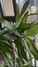 叹为观止 大型盆栽 单杆辫子发财树天堂鸟绿萝散尾葵办公室内开业乔迁礼品 造型百合竹1.5-1.7米【圆柱盆】 含盆 实拍图
