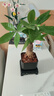 【带盆高度约15-25cm】发财树盆栽室内植物客厅办公室吸甲醛好养 单杆发财树+塑料四方舍得盆+小方底座 花盆直径约8cm 实拍图