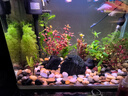 疯狂水草（FKSC）真水草鱼缸造景套餐净化水质懒人鱼缸水草植物直接入缸蜈蚣草 【火山石】水草新手入门3棵 实拍图
