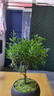 八芽 小叶赤楠盆景摆件室内绿植花卉盆栽老桩客厅办公室桌面好养植物 （【热销款】舍得紫砂盆赤楠+苔藓+底座） 实拍图