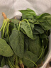 新鲜现挖菠菜河南霜打露天红根菠菜青菜涮火锅真便宜 3斤含箱 新鲜菠菜 实拍图