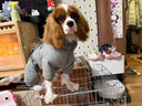 POPOCOLA小狗狗衣服羽绒秋冬季泰迪比熊雪纳瑞小型犬宠物保暖棉服冬装 灰色四脚面包服 XL【建议12-16斤】 实拍图