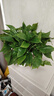 双盟绿萝盆栽除甲醛花卉绿植办公室新房净化空气180白横纹4盆源头直发 实拍图