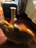 HELLOJOY猫抓柱剑麻猫抓板猫玩具耐抓耐磨不掉屑猫爬架立式自嗨解闷用品 实拍图