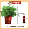 双盟绿萝盆栽除甲醛花卉绿植办公室新房净化空气180款福字4盆源头直发 实拍图