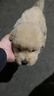 金毛幼犬纯种金毛活体健康金毛犬成年大型寻回犬宠物狗金毛幼崽 血统级 公 实拍图