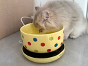 licheers恒温猫咪饮水机酸奶机恒温加热温水碗宠物陶瓷保温喝水碗 350ml 实拍图