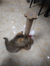 HELLOJOY猫抓柱剑麻猫抓板猫玩具耐抓耐磨不掉屑猫爬架立式自嗨解闷用品 实拍图