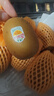 佳沛（zespri）新西兰阳光金奇异果 8个装 特大果单果重约122-146g 水果猕猴桃 实拍图