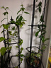 九千谷欧式园艺爬藤架U型植物攀爬藤花园架子蔷薇月季葡萄豆角支架4665 实拍图