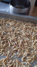 尔娅贝四川  麦冬   正宗新货川  麦冬中药  材干货 四川野生麦冬500克 实拍图