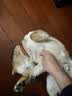 TRUELOVE狗狗项圈小中大型犬脖圈防勒泰迪金毛透气舒适反光宠物脖圈狗圈 桔色（不含牵引绳） M【40-45cm】-建议12-22kg选择 实拍图