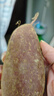 正宗板栗红薯鸡蛋新鲜黄心红薯粉糯香甜直播间热销早餐必备 新鲜板栗红薯 大果3两起 2斤【解馋】 实拍图