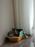 汪野君猫砂盆半封闭顶入猫厕防外溅幼猫成猫猫屎盆猫沙盆带猫砂铲中号 实拍图