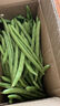 农家四季豆新鲜现摘云南长扁豆角农家应当季蔬菜芸豆现摘菜豆 新鲜四季豆1斤 实拍图