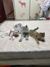 憨憨乐园猫咪磨牙棒猫玩具自嗨解闷耐咬猫薄荷球逗猫棒超大巨无霸木天蓼 实拍图
