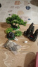 二月花鱼缸造景套餐一整套装饰品摆件仿真水草全套景观假山小缸造型内饰 35-E09套餐 适合长40/50cm的鱼缸 不包含鱼缸 实拍图