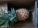 正宗海南金钻凤梨新鲜水果当季树上熟芒果凤梨【催熟食用】 1粒装单果500g-650g【7成熟，催熟再吃】 实拍图