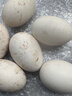 百世富泽（BAISHIFUZE）【百世富泽】黄河滩大鹅蛋新鲜正宗土鹅蛋农家自养孕妇超大鹅蛋 6枚115-130克 实拍图