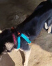 petlimit狗狗牵引绳遛狗链子泰迪小中型宠物用品幼犬胸背带网红金毛 青桔L 实拍图