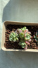 忆润蝶多肉植物带盆绿植花卉盆栽贵货老桩群生玉树玉露仙人掌肉肉 劳尔群5-6cm【带香味】 实拍图