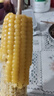 京鲜生 东北黄玉米净重3.6斤 8根*220g+ 真空包装加热即食 源头直发 实拍图
