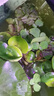 疯狂水草浮萍水草植物直接入缸养鱼水草水培植物古法鱼缸2 源头直发包邮 实拍图