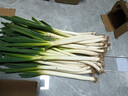 正宗山东大葱铁杆长葱好吃新鲜脆甜香章丘大葱葱头当季蔬菜可生吃 5斤【源头直采包邮】 实拍图
