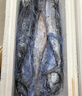 新鲜捕捞青岛大鲅鱼蓝点马鲛鱼渤海燕尾鲐鲅鱼净重无冰衣 2.5斤【4条装】 实拍图