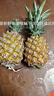 十里馋海南金钻凤梨当季水果手撕菠萝香水新鲜小菠萝整箱批发 2枚精选果 净重2.5-3斤 实拍图