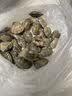 鲜活小花蛤350g（35-45粒） 实拍图
