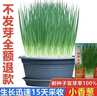 【春菜】耐热耐寒四季小香葱种子易种盆栽蔬果种籽 四季小香葱【易种】沾土发芽 【新种发芽率高】精选3包约2400 实拍图