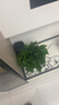 双盟绿萝盆栽除甲醛花卉绿植办公室新房净化空气180加仑4盆装源头直发 实拍图